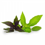 BASILIC