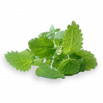 MENTHE