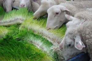 Moutons